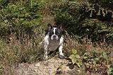 BOULEDOGUE FRANCAIS 343